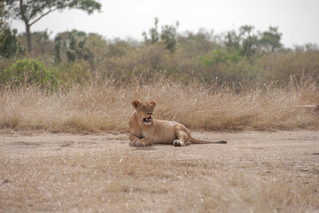 lion cub in the savannah