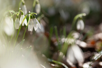Przebiśniegi w lesie, wiosenne tło, wiosna 2025. 