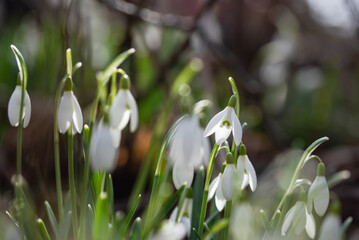 Przebiśniegi w lesie, wiosenne tło, wiosna 2025. 