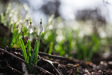 Przebiśniegi w lesie, wiosenne tło, wiosna 2025. 