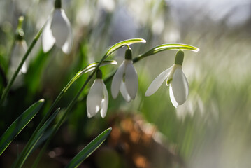 Przebiśniegi w lesie, wiosenne tło, wiosna 2025. 