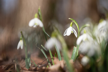 Przebiśniegi w lesie, wiosenne tło, wiosna 2025. 