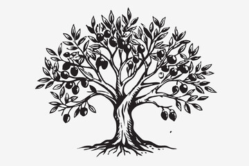 Hand drawn vector illustration of olive tree. Olive tree twig botanical drawings in engraved style. Vector food illustration