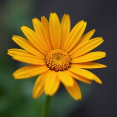 Vibrant yellow & orange daisy blooms, close-up , closeup, wildflower