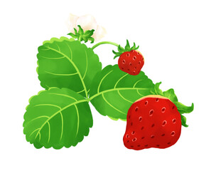 可愛い水彩風苺のイラスト