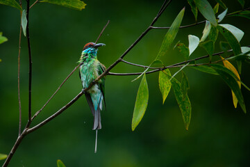 Blue-throated bee-eater (Merops viridis) drying up its body, after bathing in a lake, visible water splashes, natural bokeh background
