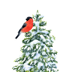Snow-covered fir tree with a bullfinch. Composition, Watercolor illustration, hand-drawn on a background isolated. For decor, design, printing and polygraphy, souvenirs