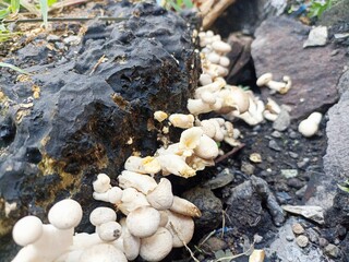 Hypsizygus tessulatus, the beech mushroom, is an edible mushroom native to East Asia. It is cultivated locally in temperate regions of Europe, North America and Australia and sold fresh in supermarket
