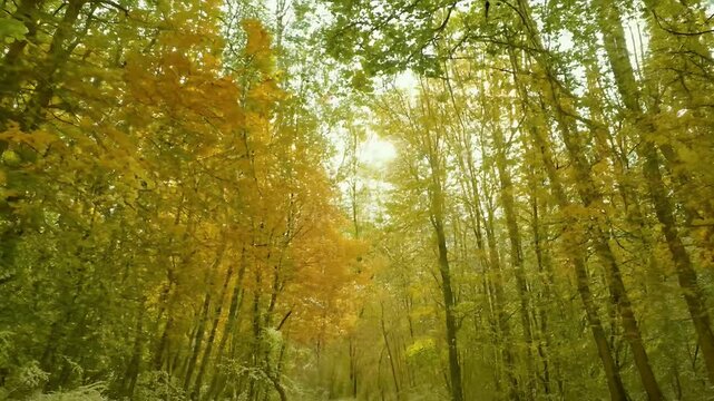 time lapse video capturing stunning transformation deciduous forest leaves evolve vibrant colors all four seasons