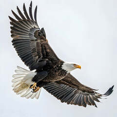 Obraz premium An eagle is a large, powerful bird of prey known for its keen vision