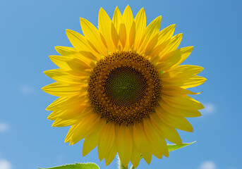 Obraz premium Vibrant Sunflower Blooming Under a Sunny Sky A Close-up View of a Sunflower Against a Clear Blue Sky
