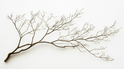 Obraz premium delicate, bare branch with intricate twigs against white background, showcasing nature beauty and simplicity