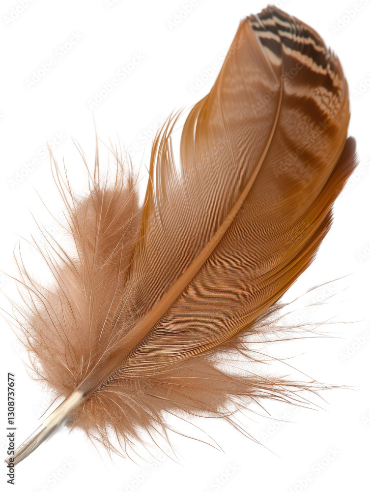 Poster soft and delicate brown feather with intricate patterns isolated on white background for nature and 