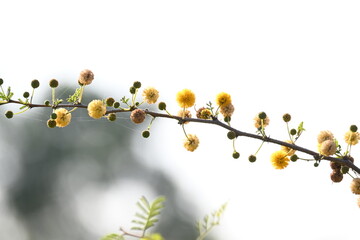 Vachellia nilotica flowers. Its other names gum arabic tree, babul, thorn mimosa, Egyptian acacia and thorny acacia. This is a tree in the family Fabaceae. Yellow Wildflower.