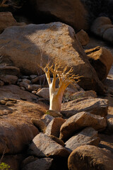 A majestic Cyphostemma currorii (Butter Tree) standing resilient among the granite landscapes of Damaraland.