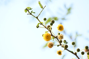 Vachellia nilotica flowers. Its other names gum arabic tree, babul, thorn mimosa, Egyptian acacia and thorny acacia. This is a tree in the family Fabaceae. Yellow Wildflower.