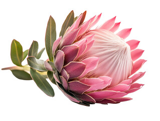 Isolated Pink Protea Flower Laying Down