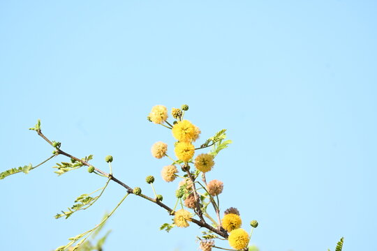 Vachellia nilotica flowers. Its other names gum arabic tree,&nbsp;babul, thorn mimosa, Egyptian acacia and thorny acacia. This is a tree in the family&nbsp;Fabaceae. Yellow Wildflower.