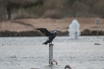 Great Cormorant Perched in the middle of Qudra Lake in the desert of Dubai