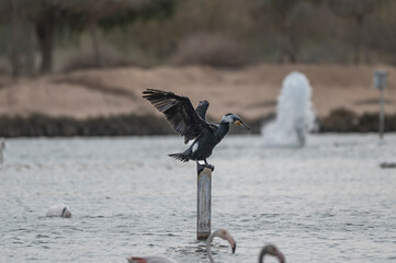 Great Cormorant Perched in the middle of Qudra Lake in the desert of Dubai