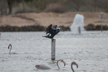 Great Cormorant Perched in the middle of Qudra Lake in the desert of Dubai