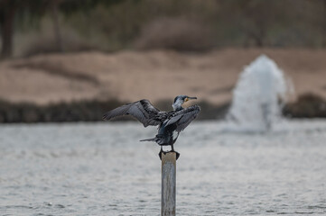 Great Cormorant Perched in the middle of Qudra Lake in the desert of Dubai