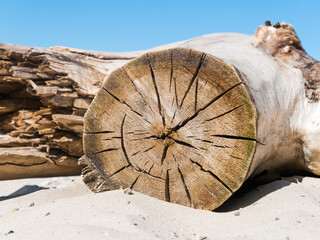 A saw cut on an old cracked log that lies on the sand on a sunny day