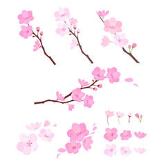 흩날리는 벚꽃, 벚나무 응용 백터 요소