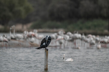 Great Cormorant Perched in the middle of Qudra Lake in the desert of Dubai