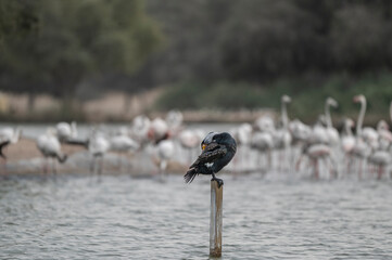 Great Cormorant Perched in the middle of Qudra Lake in the desert of Dubai