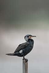 Great Cormorant Perched in the middle of Qudra Lake in the desert of Dubai