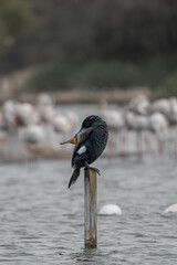 Great Cormorant Perched in the middle of Qudra Lake in the desert of Dubai
