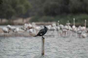 Great Cormorant Perched in the middle of Qudra Lake in the desert of Dubai