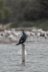 Great Cormorant Perched in the middle of Qudra Lake in the desert of Dubai