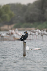 Great Cormorant Perched in the middle of Qudra Lake in the desert of Dubai