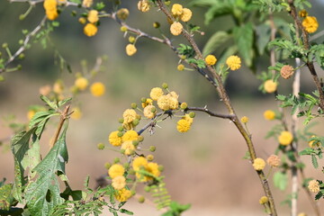 Vachellia nilotica flowers. Its other names gum arabic tree, babul, thorn mimosa, Egyptian acacia and thorny acacia. This is a tree in the family Fabaceae. Yellow Wildflower.