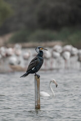 Great Cormorant Perched in the middle of Qudra Lake in the desert of Dubai