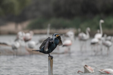 Great Cormorant Perched in the middle of Qudra Lake in the desert of Dubai