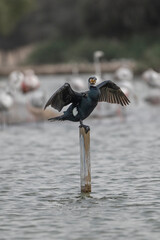 Great Cormorant Perched in the middle of Qudra Lake in the desert of Dubai