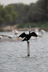 Great Cormorant Perched in the middle of Qudra Lake in the desert of Dubai