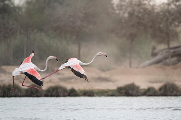 Flamingos in flight in Qudra lakes in the desert of Dubai - UAE