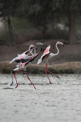 Flamingos in flight in Qudra lakes in the desert of Dubai - UAE