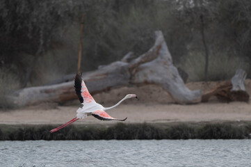 Flamingos in flight in Qudra lakes in the desert of Dubai - UAE