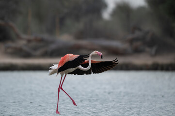 Flamingos in flight in Qudra lakes in the desert of Dubai - UAE