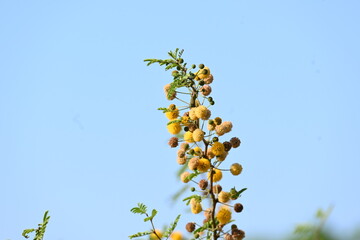 Vachellia nilotica flowers. Its other names gum arabic tree, babul, thorn mimosa, Egyptian acacia...
