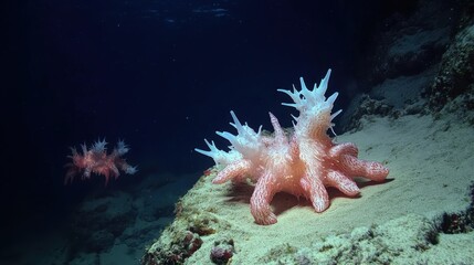 A spiky sea creature rests on the ocean floor sand