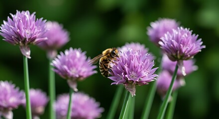 Fototapeta premium Bee Pollinating Chive Blossoms in a Summer Garden AI Generated