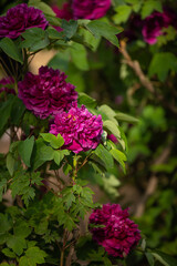 Fototapeta premium Purple and pink peonies