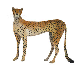 Watercolor cheetah on a white background
