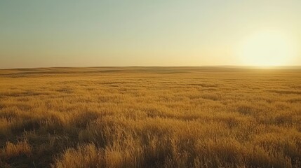 Golden wheat field at sunset, vast landscape.